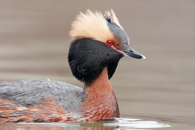 HornedGrebe_20120502_2321.jpg