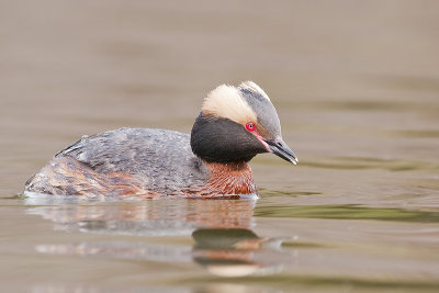 HornedGrebe_20120502_2290.jpg