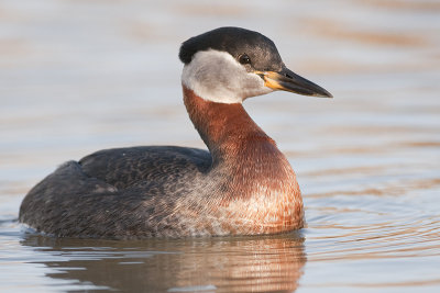 RedneckedGrebe_2012429_2197.jpg