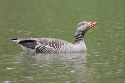 Greylag Goose (Anser anser)_20120512_2471.jpg