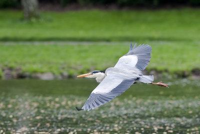 Grey Heron (Ardea cinerea)_20120512_2459.jpg