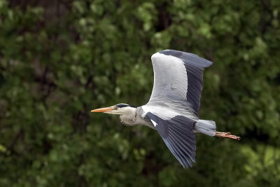 Grey Heron (Ardea cinerea)_20120512_2460.jpg