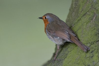 Robin (Erithacus rubecula)_20120513_2555.jpg