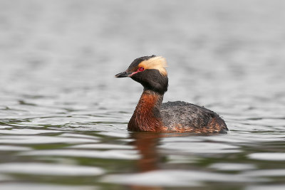 HornedGrebe_20120519_2834.jpg