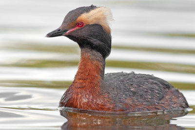 HornedGrebe_20120519_2824.jpg