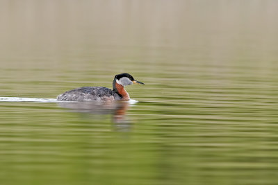 RedneckedGrebe_May202012_3213.jpg