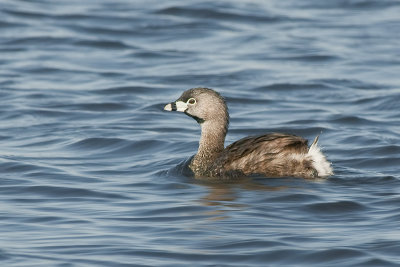 PiedbilledGrebe_May202012_3179.jpg