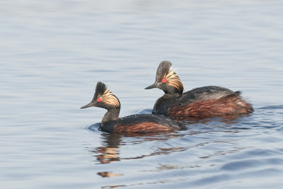 EaredGrebes_20120526_3371.jpg