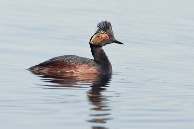EaredGrebe_20120526_3360.jpg