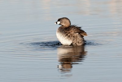 PiedbilledGrebe_20120530_3462.jpg