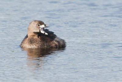 Pied-billedGrebe_20120530_3415.jpg