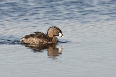 Pied-billedGrebe_20120530_3454.jpg