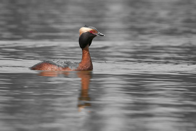 HornedGrebe_May202012_3203.jpg