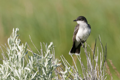 Flycatchers, Kingbirds & Phoebes (Tyrannidae)