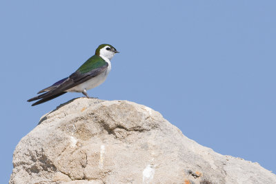 Violet-GreenSwallow_20120708_4455.jpg