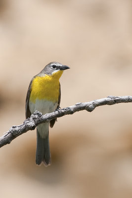 Warblers (Parulidae)