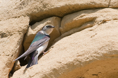 Swallows - Hirundinidae