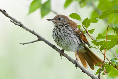 Mockingbirds, Thrashers, Catbirds (Mimidae)