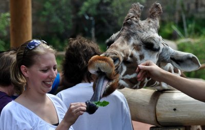 Feeding the Giraffe