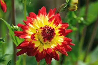 Swan Island Dahlia Festival