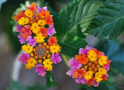 Multicolored Flowers