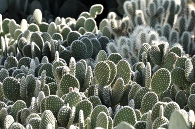 Field of Cacti
