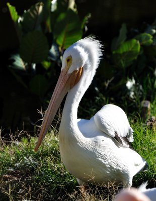White Pelican