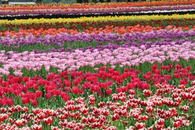 Field of Tulips