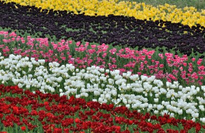 Wooden Shoe Tulip Festival