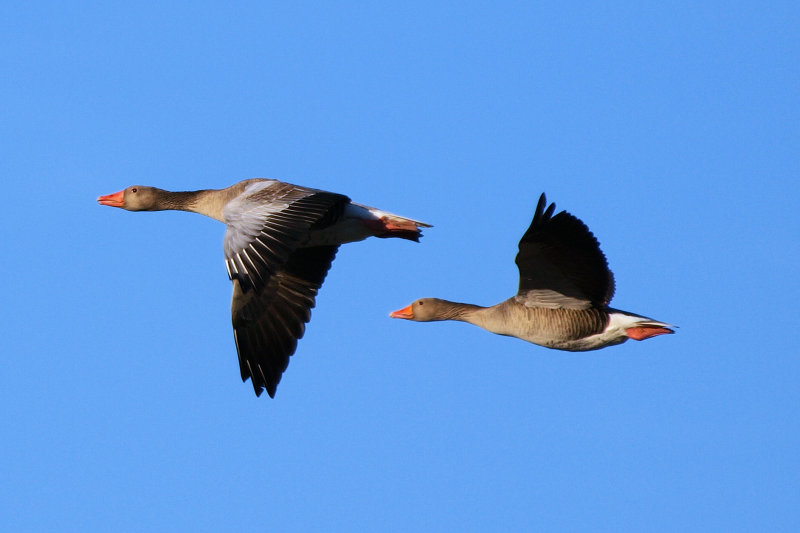 Greylag Goose