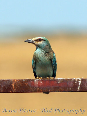 European Roller