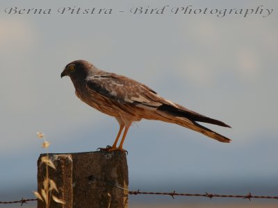 Montagu's Harrier