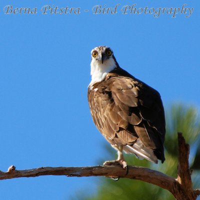 Osprey