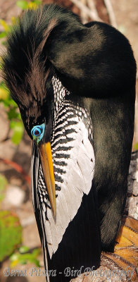 Anhinga