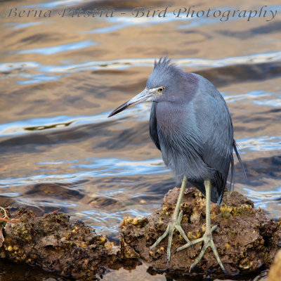 Little Blue Heron