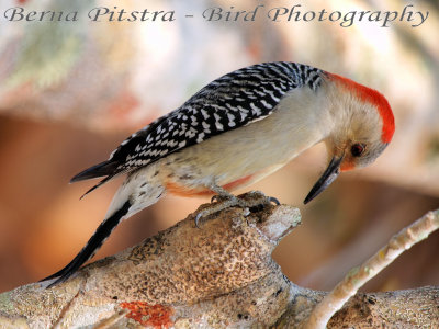 Red-Bellied Woodpecker