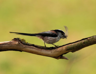 Long-tailed Tit