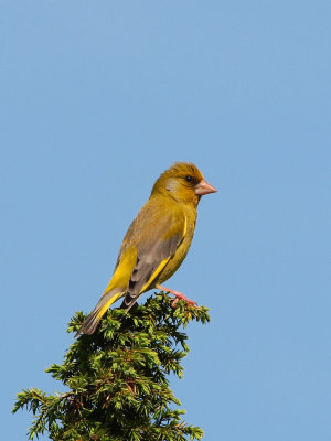 Greenfinch