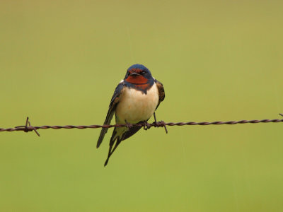 Barn Swallow