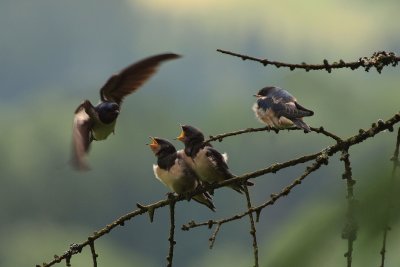 House Martin