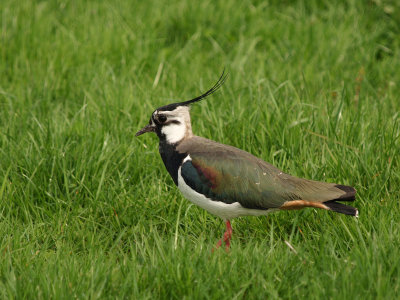 Lapwing