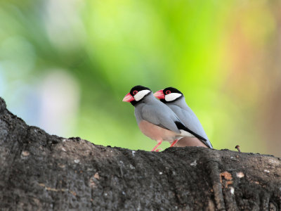 Java Sparrow