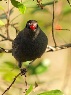 Grey Catbird