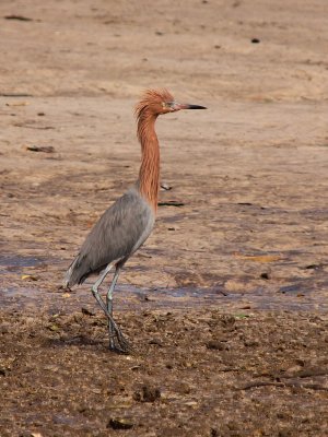 Reddish Egret