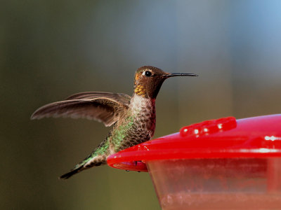 Anna's Hummingbird