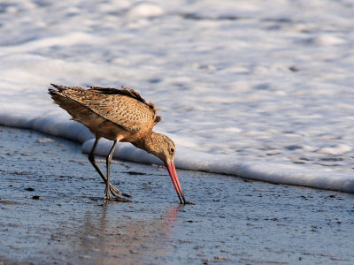 Marbled Godwit