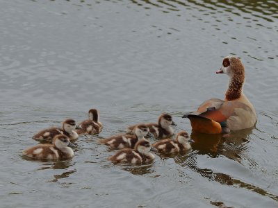 Egyptian Goose