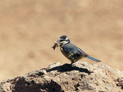 Tenerife Blue Tit