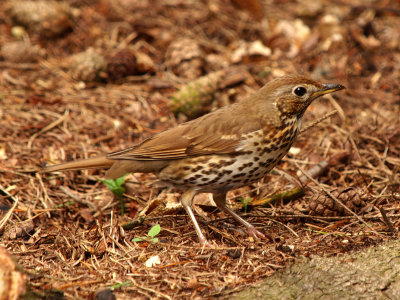 Song Thrush