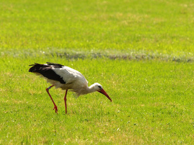 White Stork